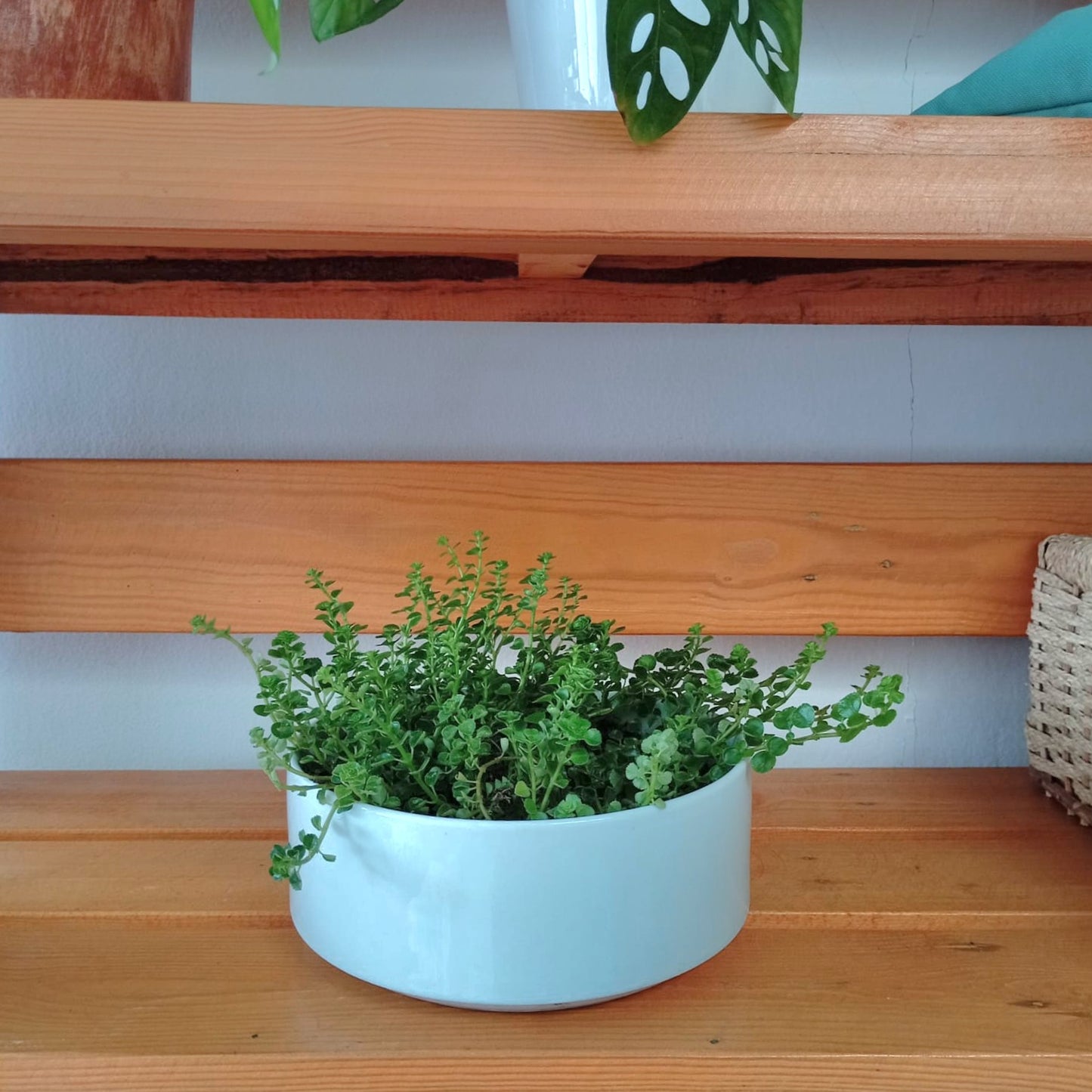Table top indoor plant in a white ceramic pot