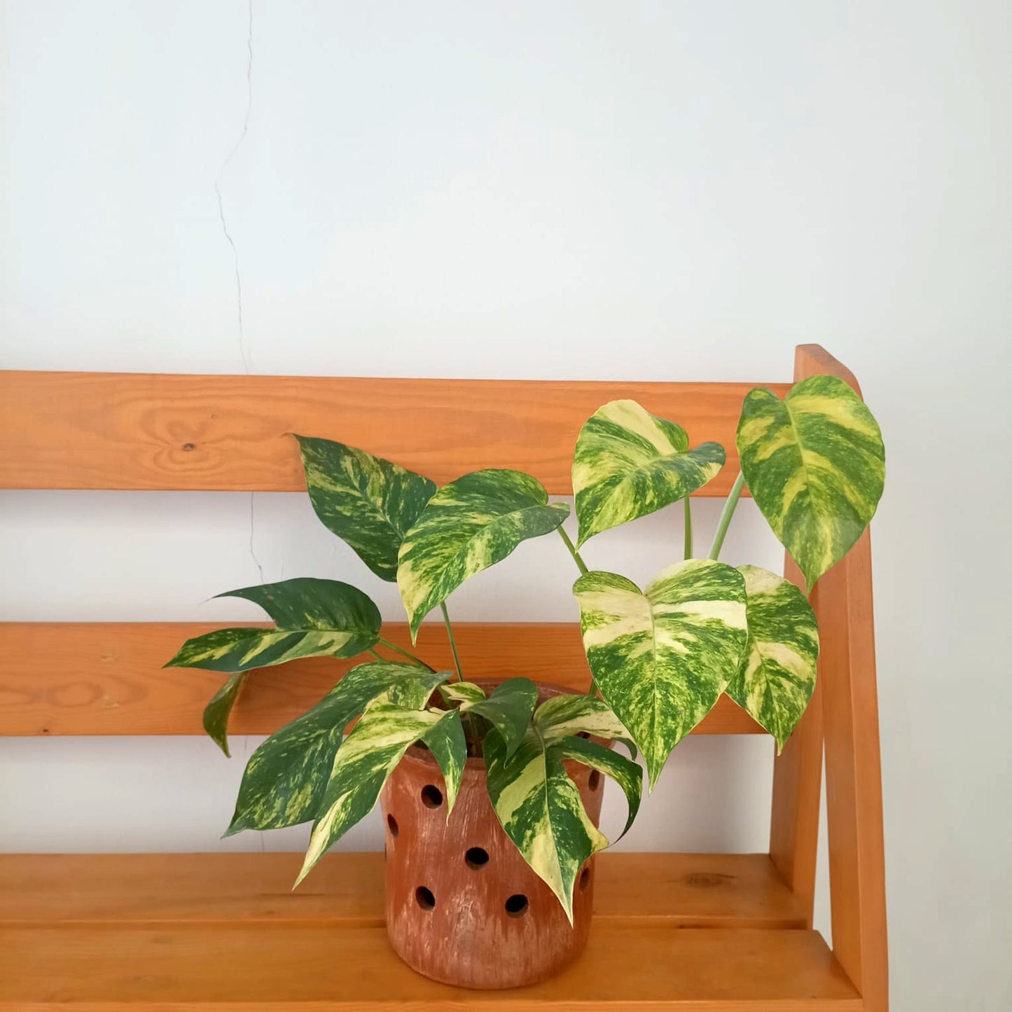 Indoor plant Cebu in clay pot