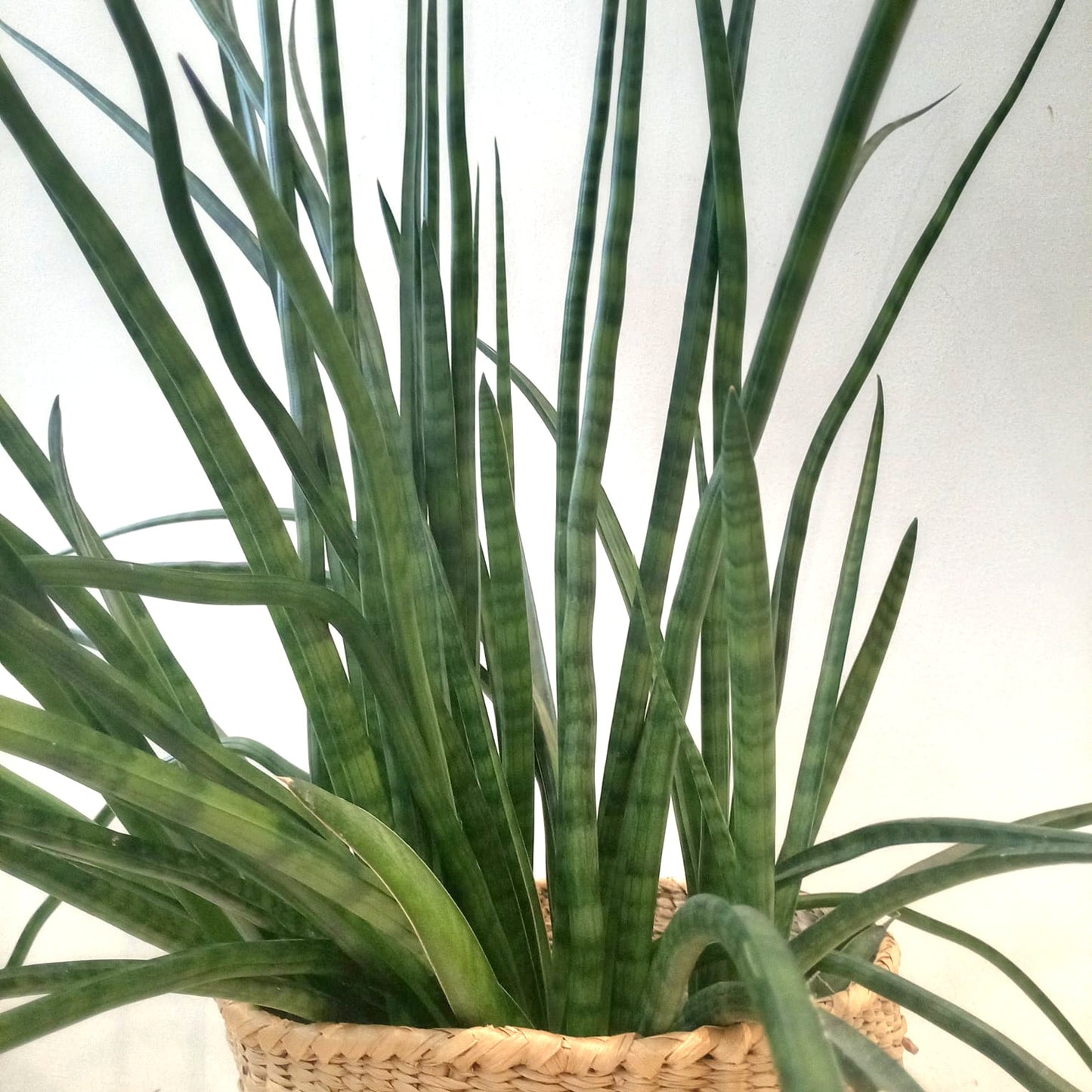Plant in straw/seagrass basket