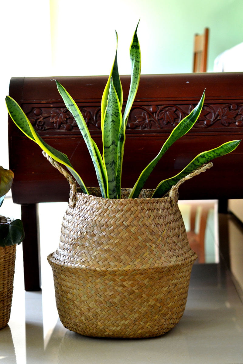 Potted Sansevieria plant in wicker/seagrass/straw belly basket