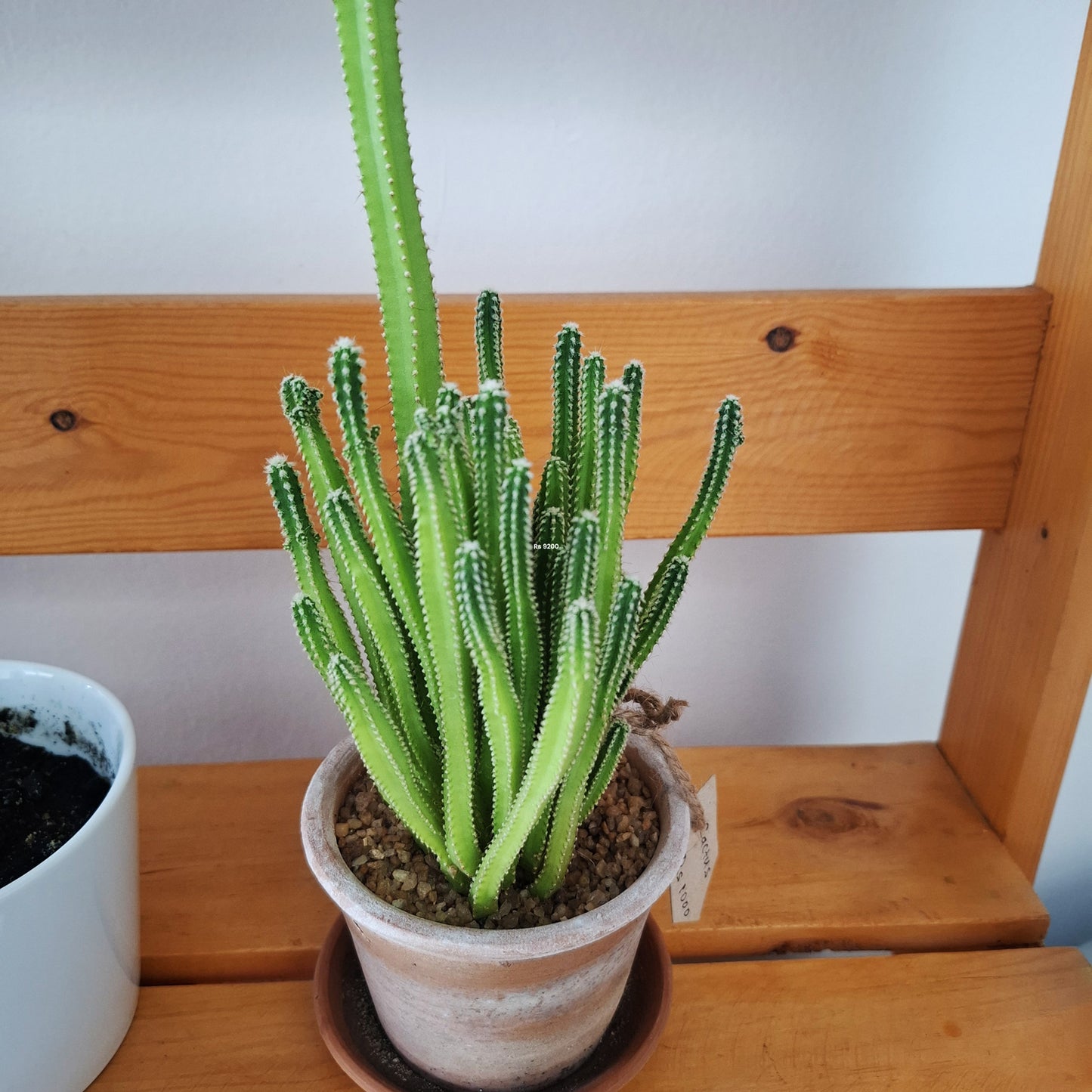 Table top cactus plant in a clay pot