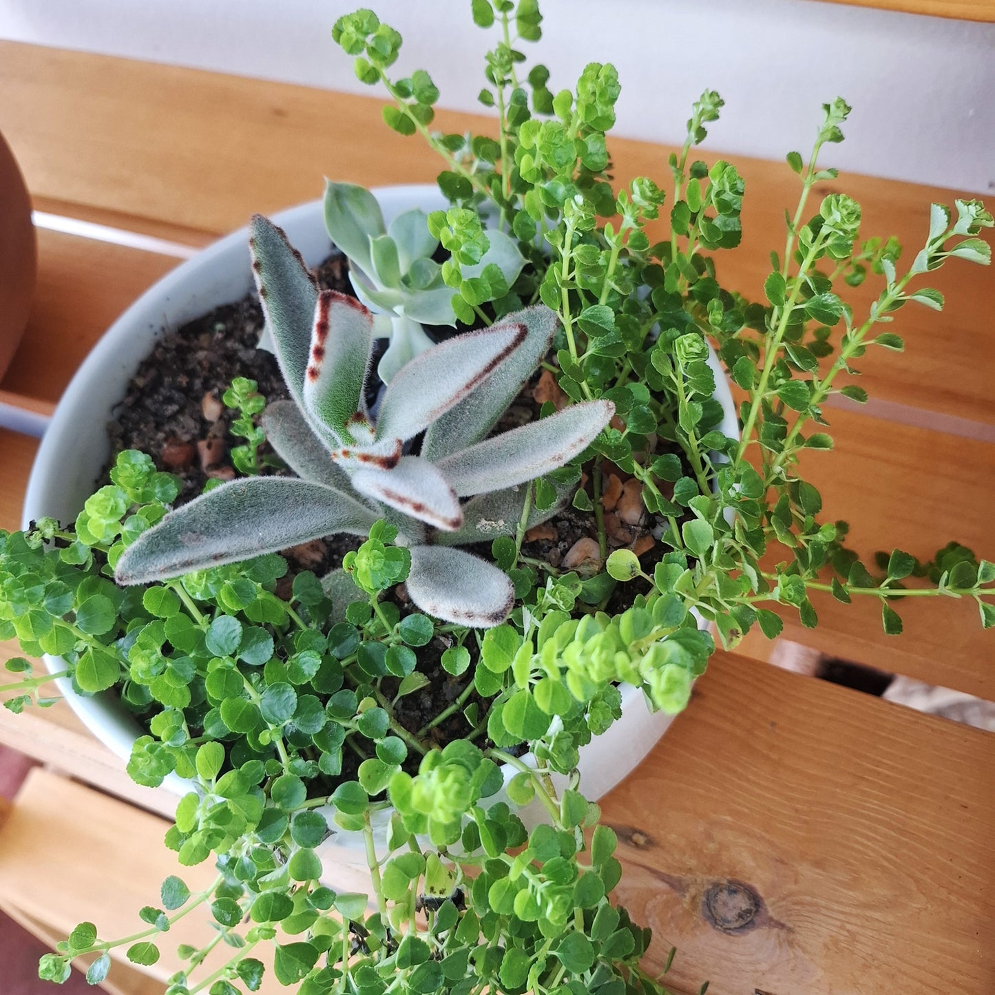 Table top succulent plants in a white ceramic pot