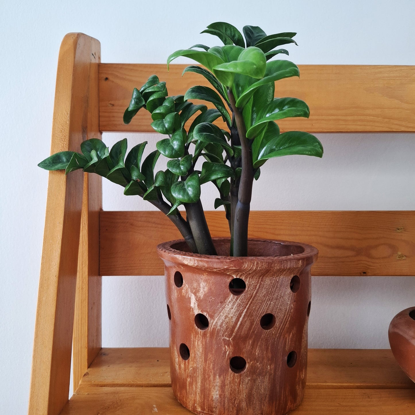 Table top ZZ plant in a clay pot