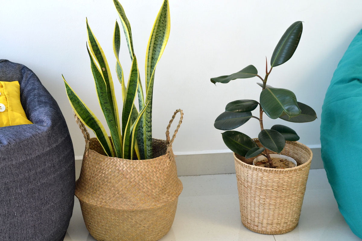 Potted rubber plant in wicker/seagrass/straw basket