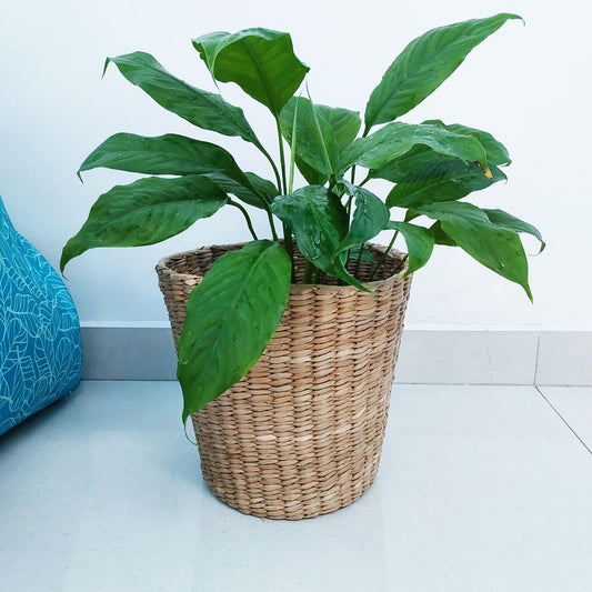 Potted Peace Lily plant in wicker/seagrass/straw basket