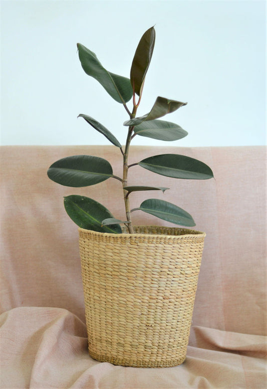 Potted rubber plant in wicker/seagrass/straw basket