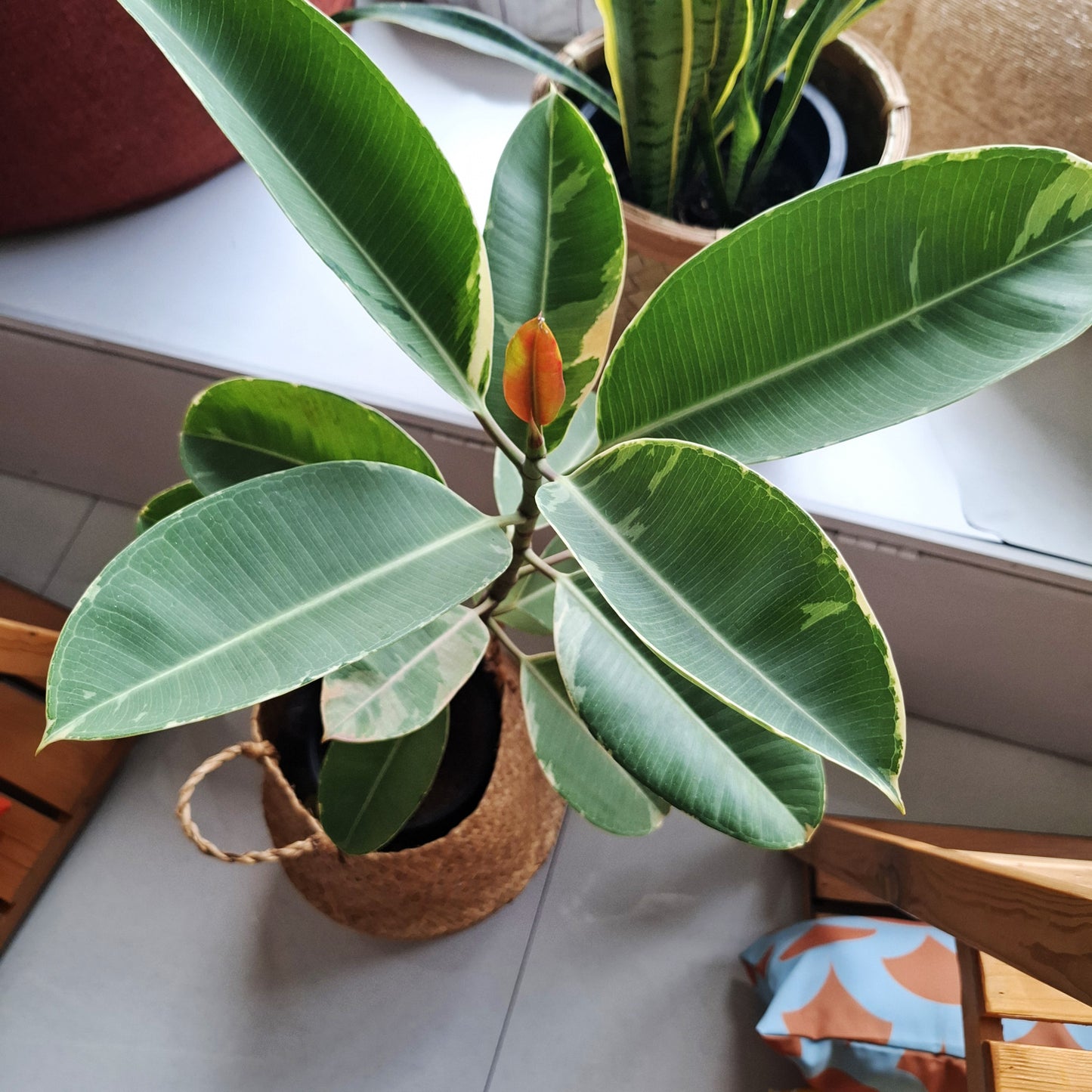 Potted white and green rubber plant in wicker/seagrass/straw belly basket