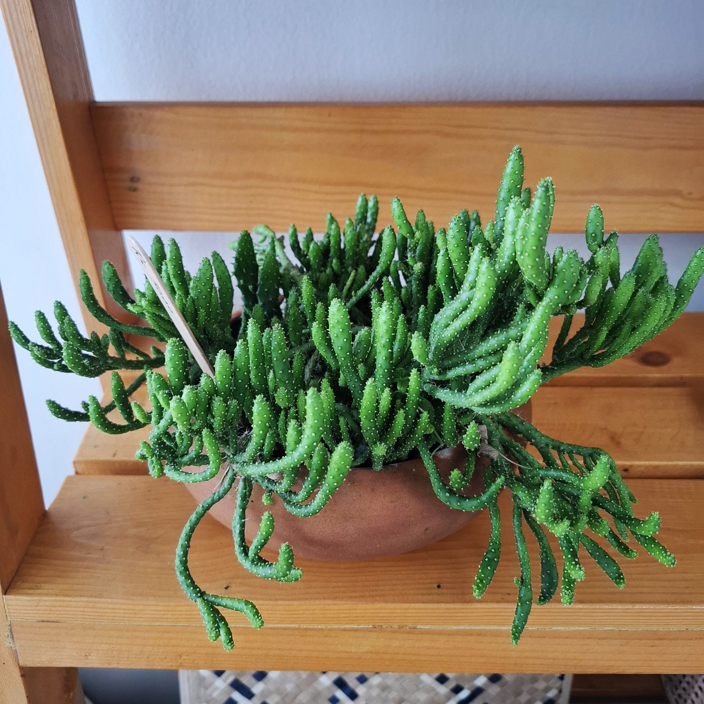 Table top succulent plant in a clay pot