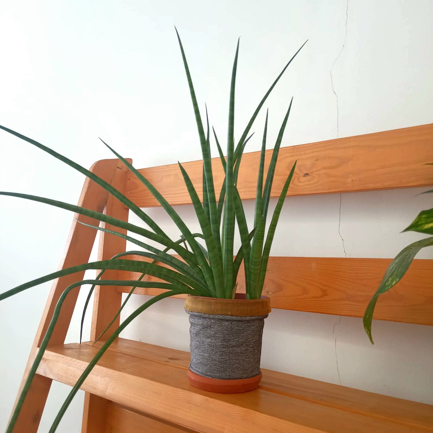 Table top plant