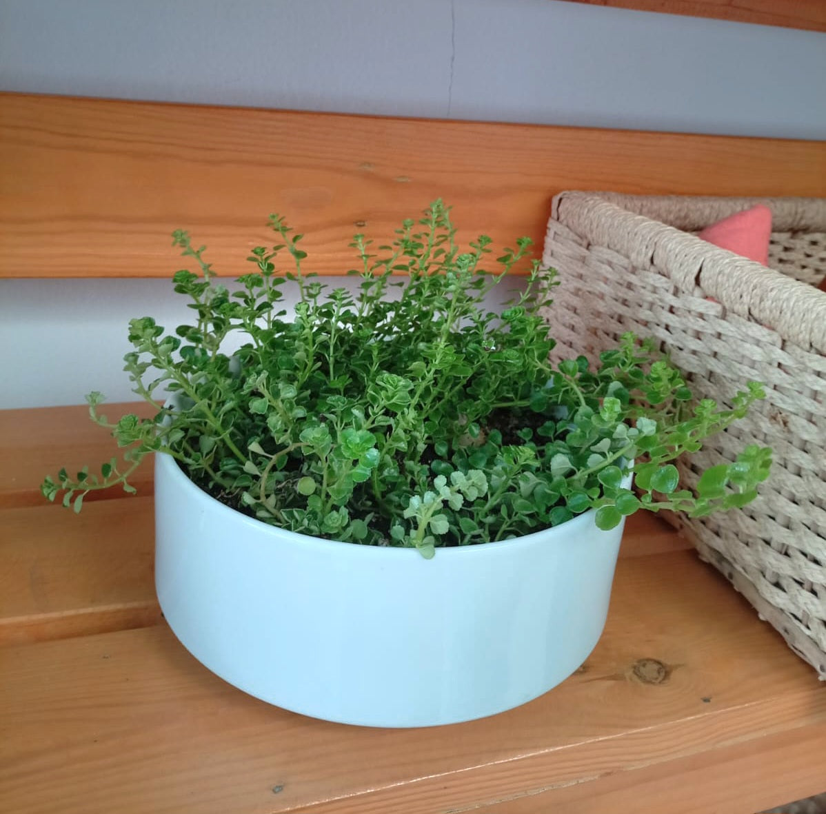 Table top indoor plant in a white ceramic pot