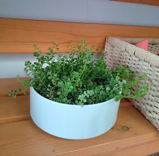 Table top indoor plant in a white ceramic pot