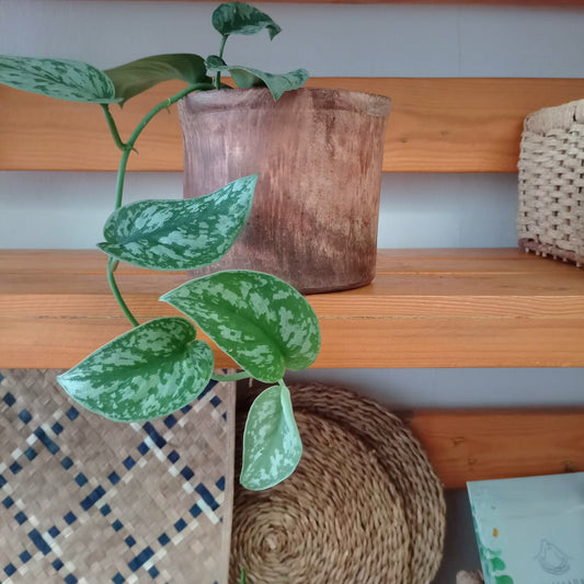 Table top plant in a clay pot