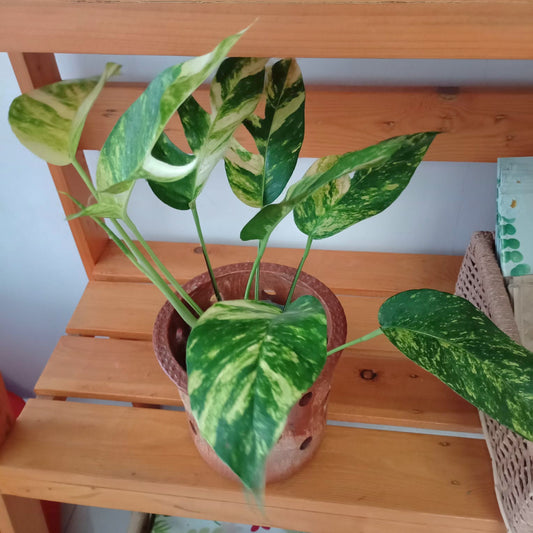 Indoor plant Cebu in clay pot