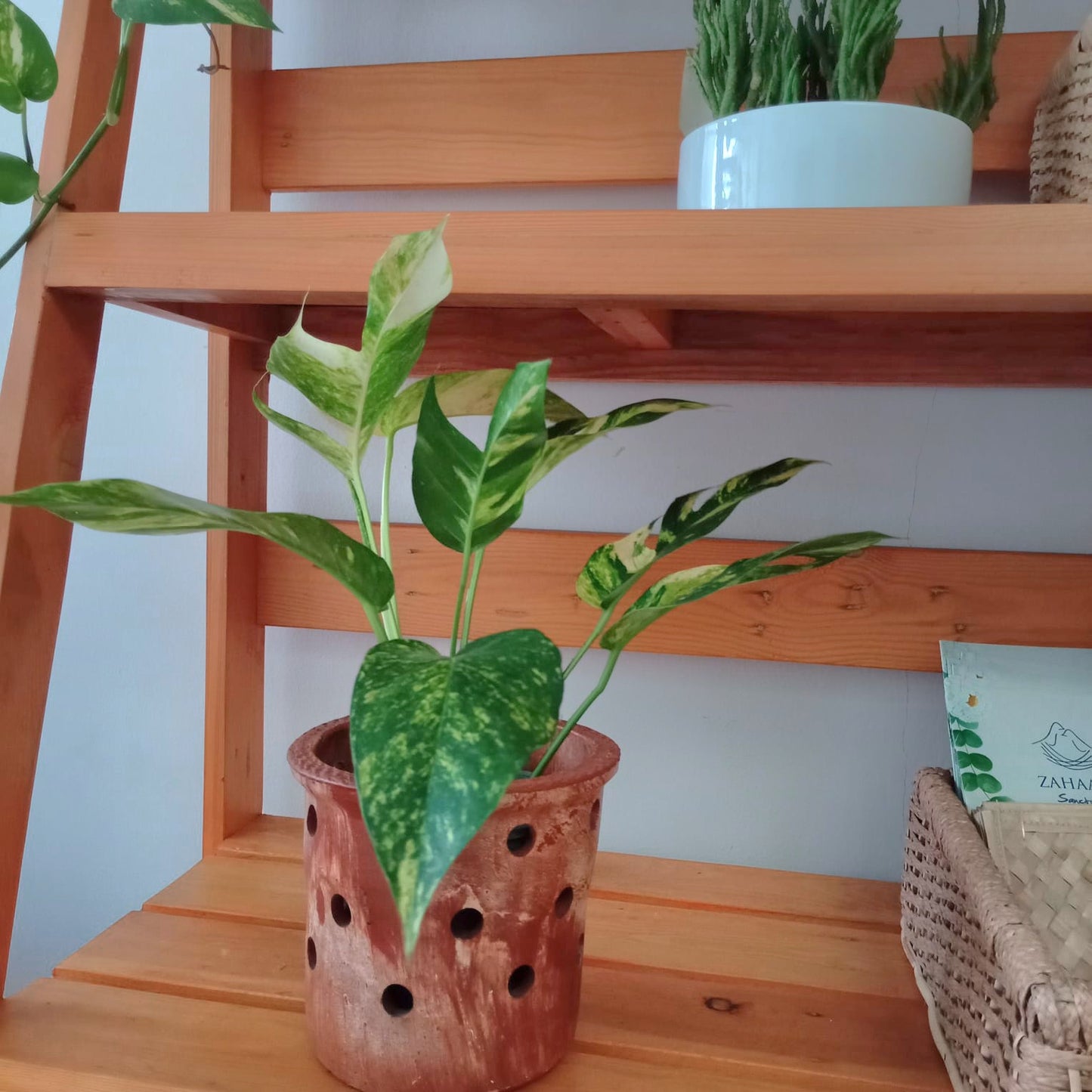 Indoor plant Cebu in clay pot