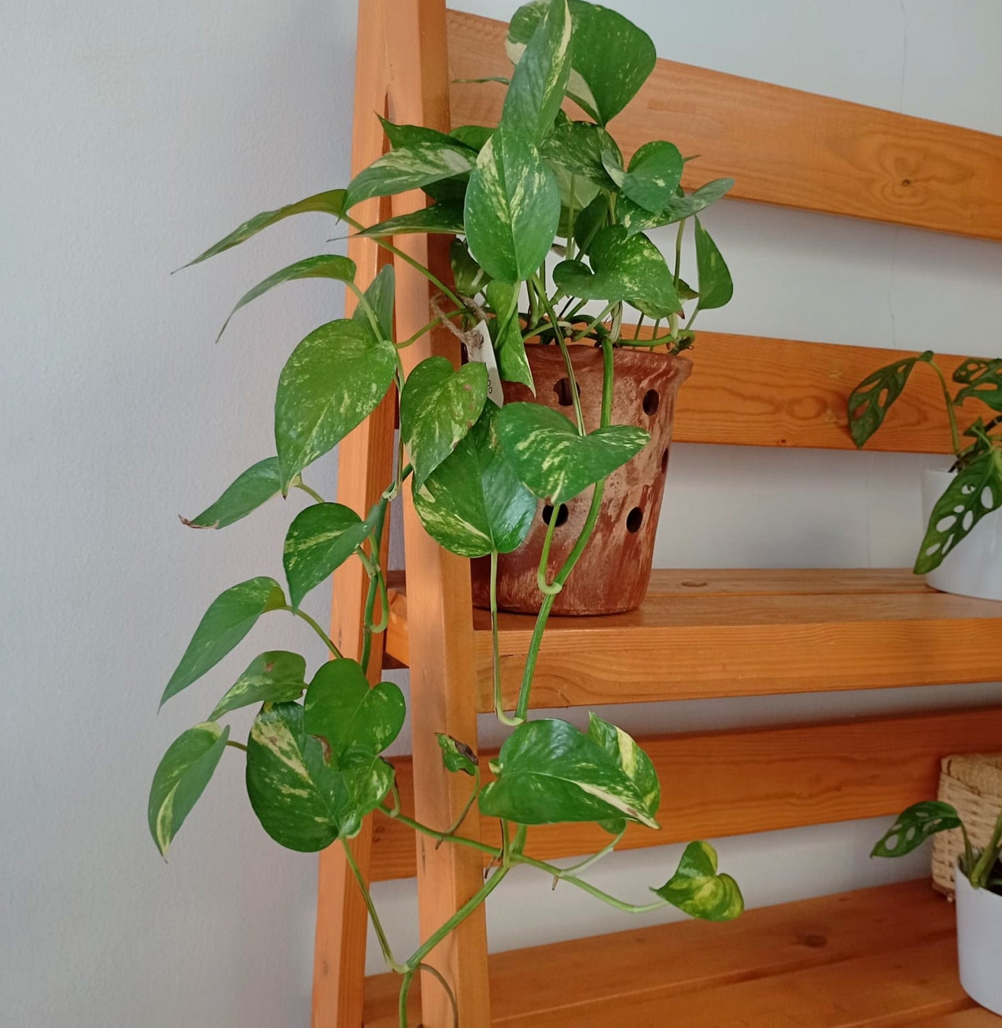Table top indoor plant in a clay pot - Golden Pathos