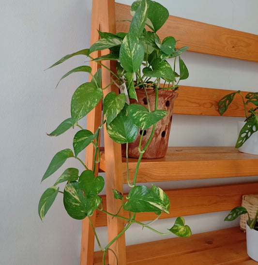 Table top indoor plant in a clay pot - Golden Pathos