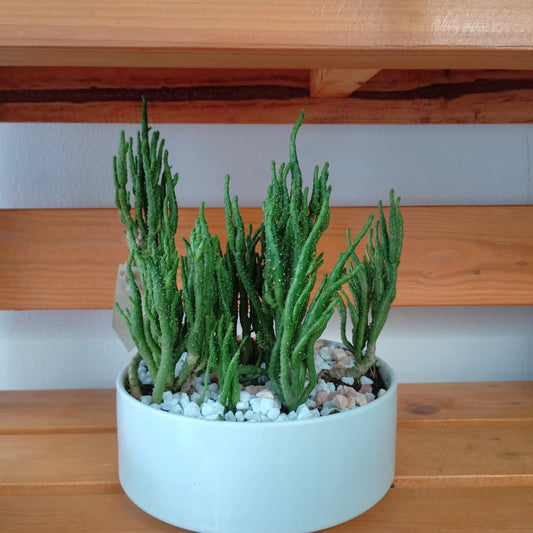 Indoor succulent plant in ceramic pot.