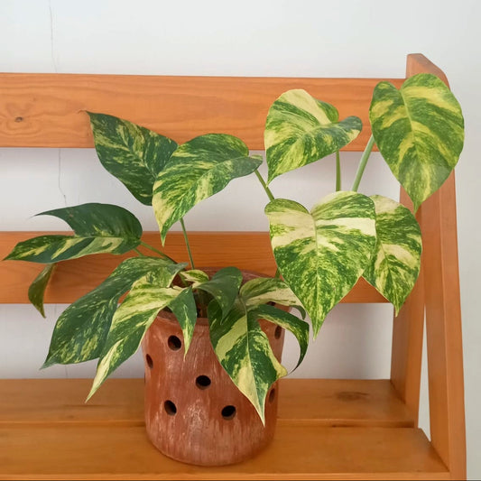 Indoor plant Cebu in clay pot