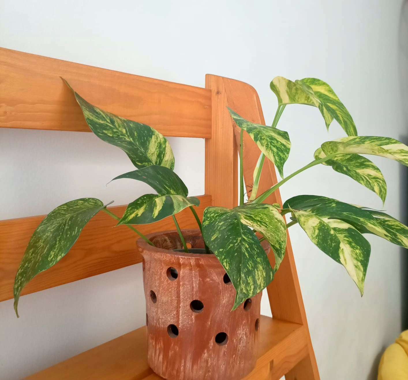 Indoor plant Cebu in clay pot