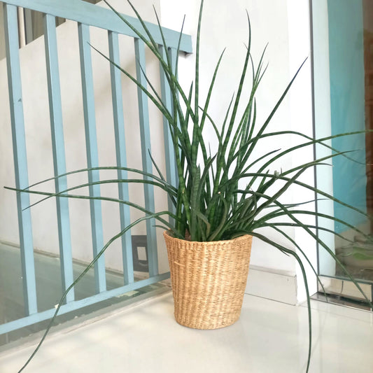 Plant in straw/seagrass basket