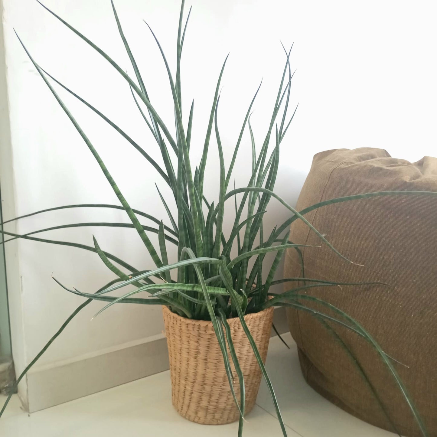 Plant in straw/seagrass basket