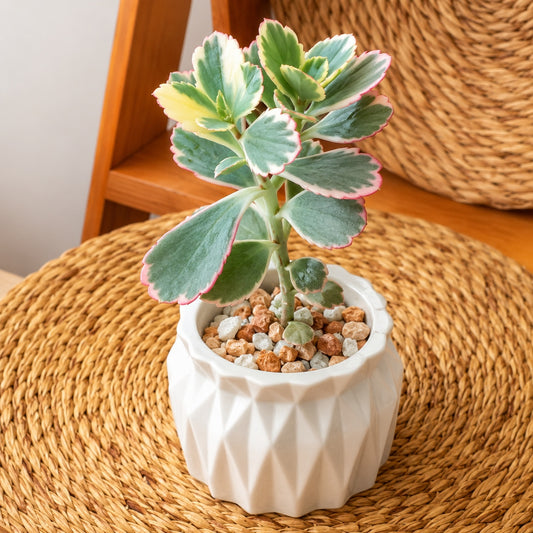 Succulent desktop plant in pot