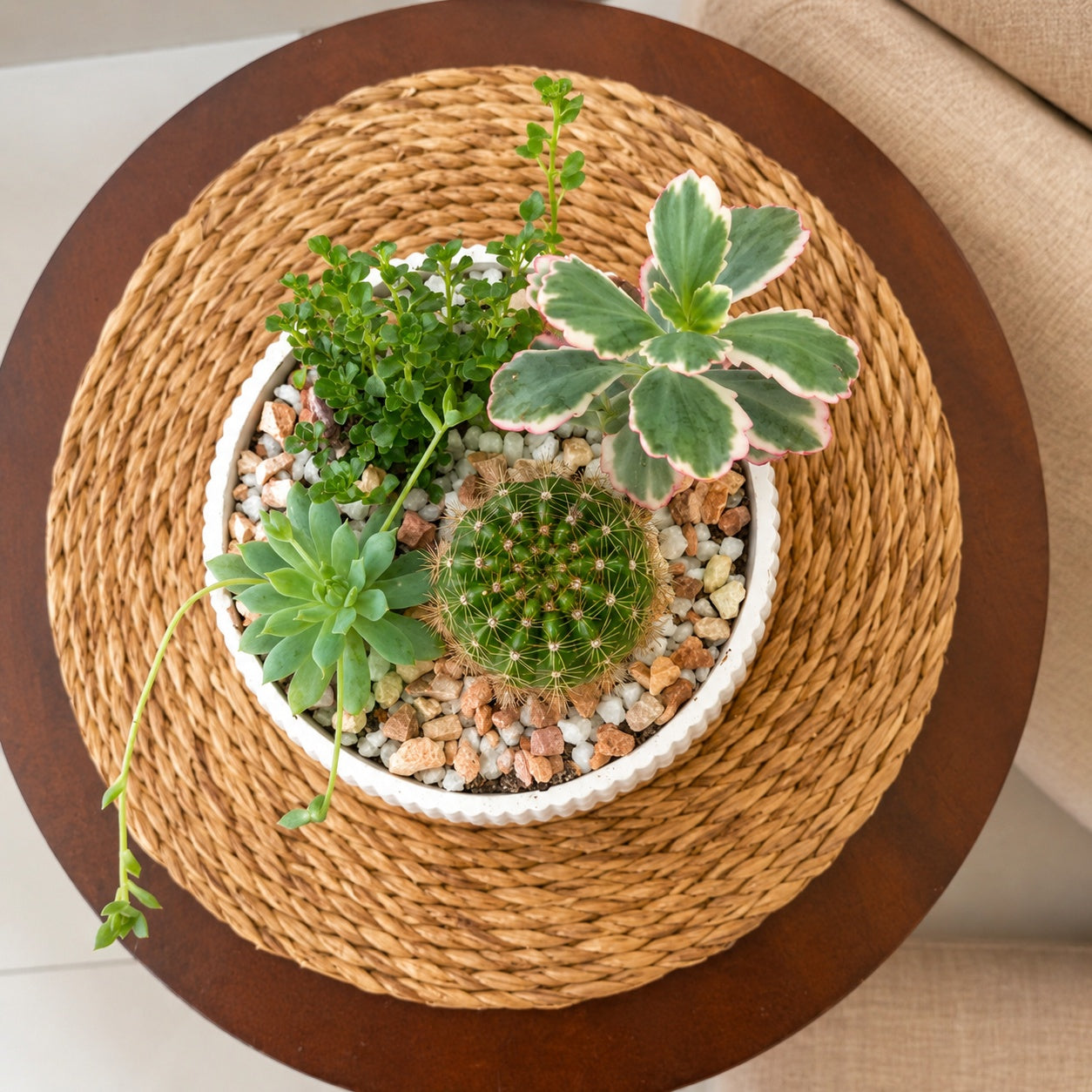 Mini succulent garden