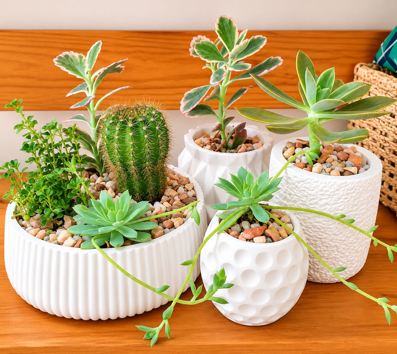Mini succulent garden