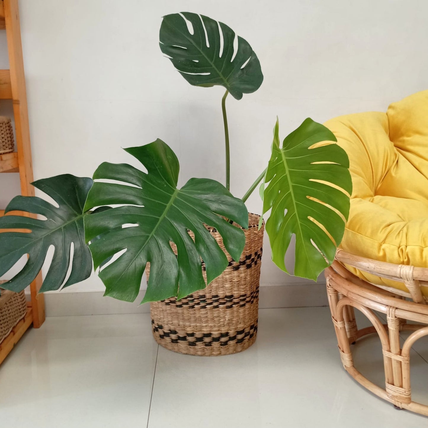 Potted Monstera Indoor plant in wicker/seagrass/straw basket
