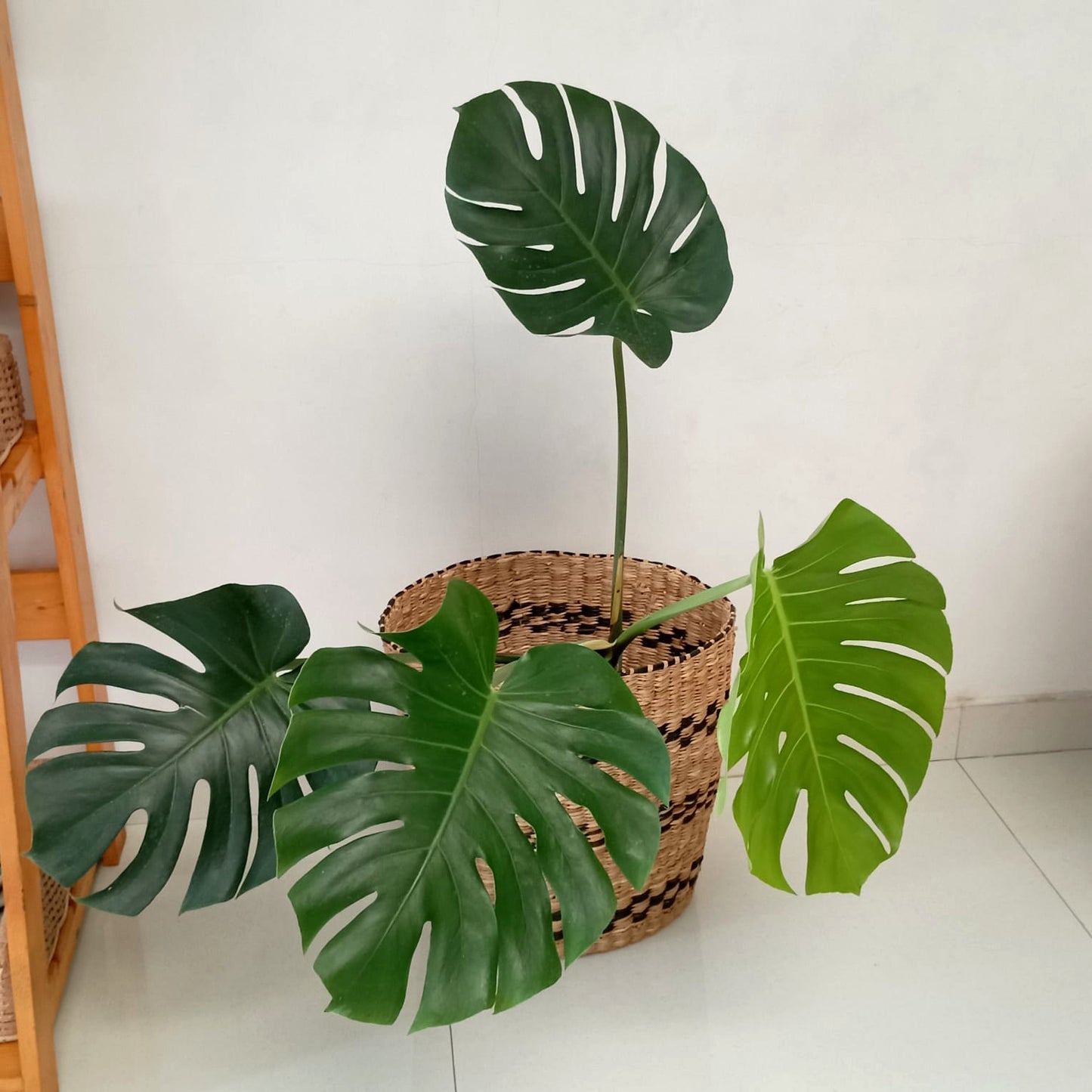 Potted Monstera Indoor plant in wicker/seagrass/straw basket