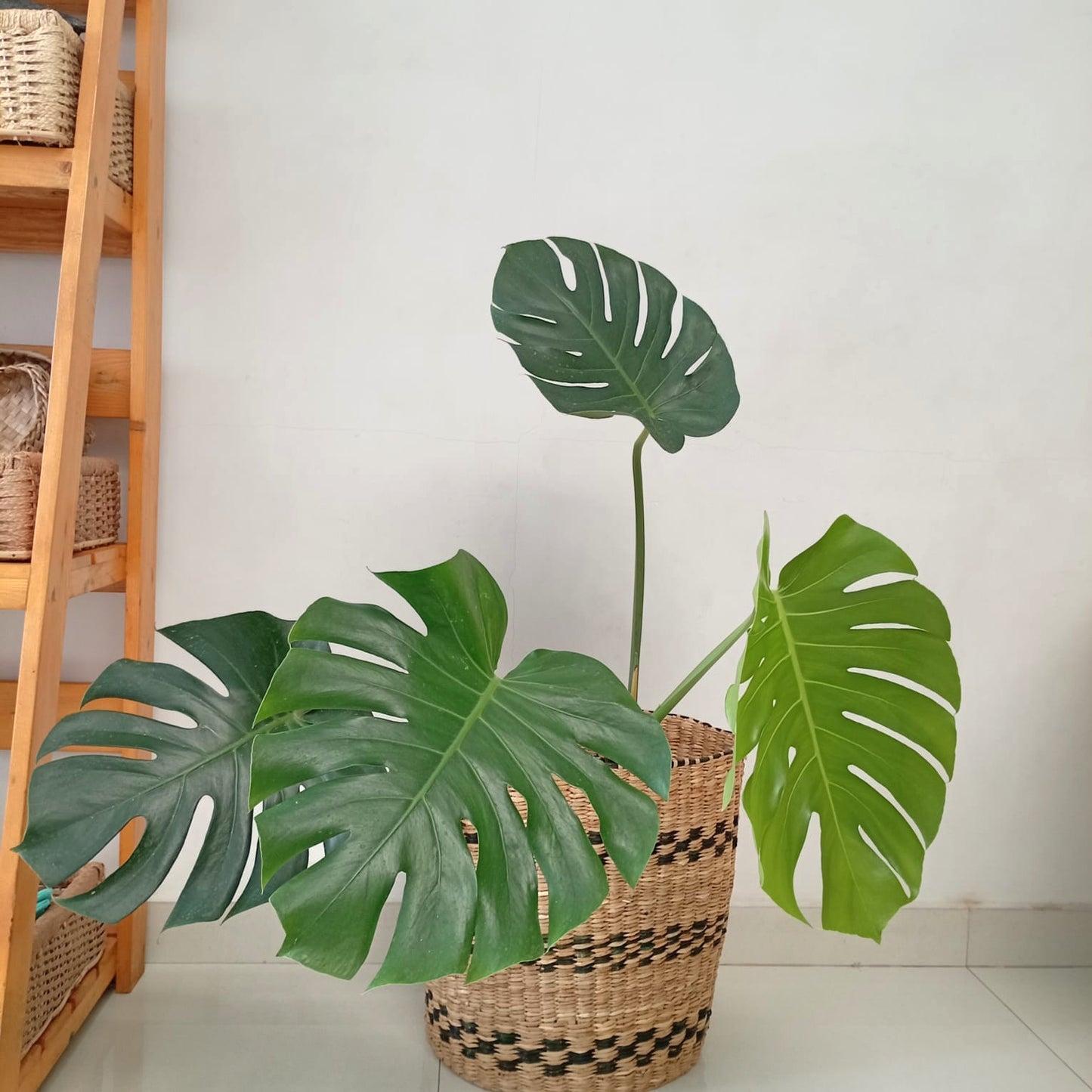 Potted Monstera Indoor plant in wicker/seagrass/straw basket