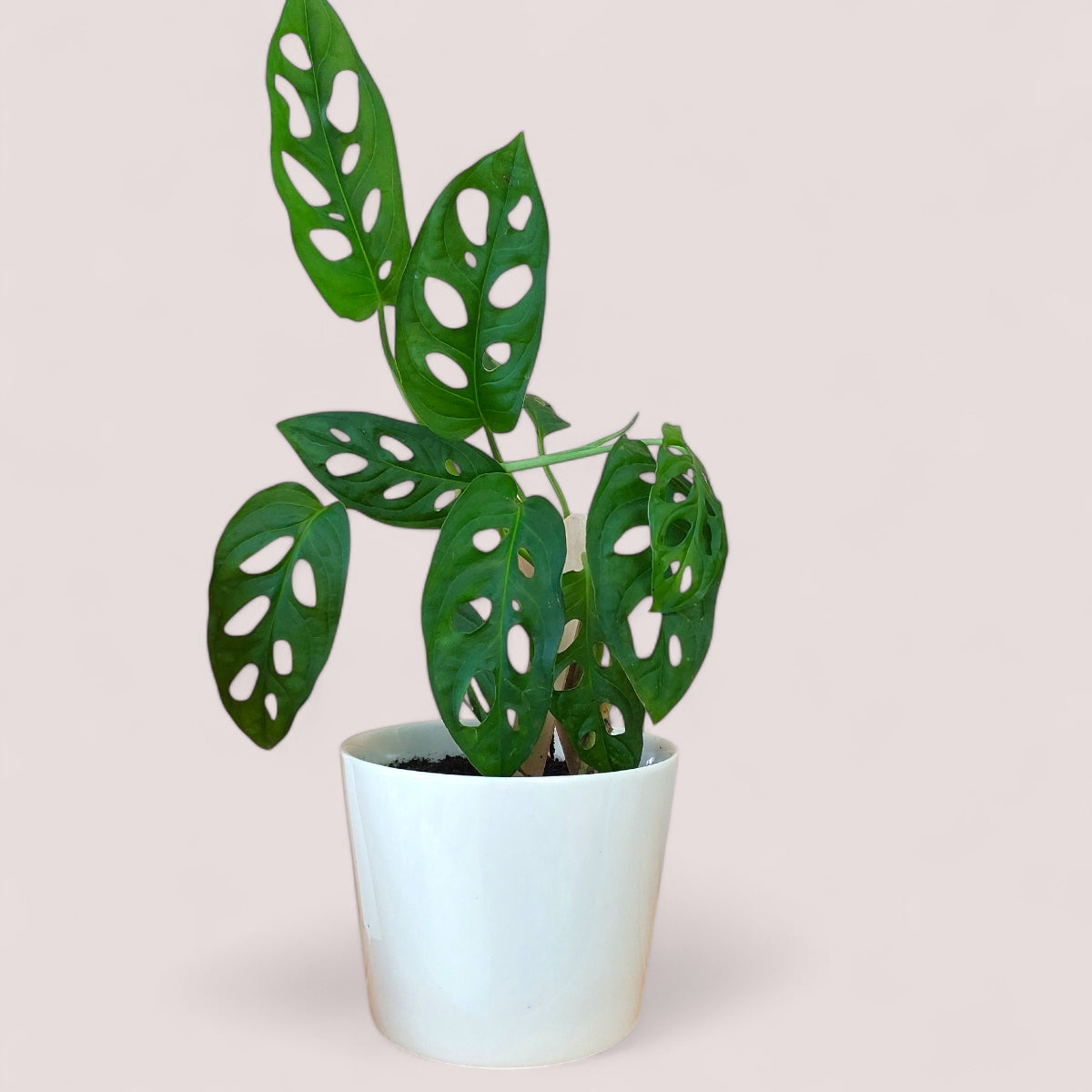 Desktop plant in white ceremic pot - Swiss Cheese plant