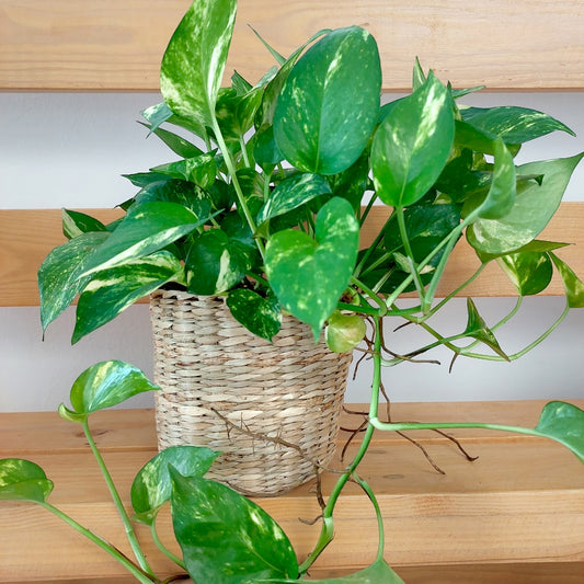 Desktop plant in wicker/seagrass/straw basket - Golden Pathos