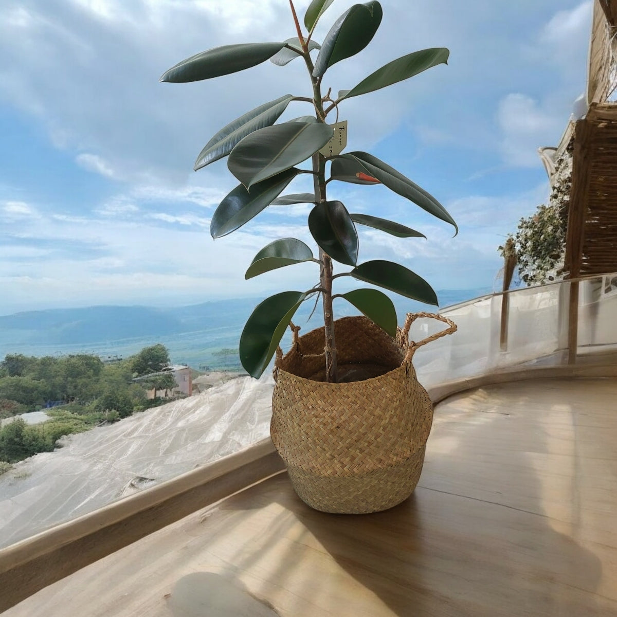 Potted rubber plant in wicker/seagrass/straw belly basket