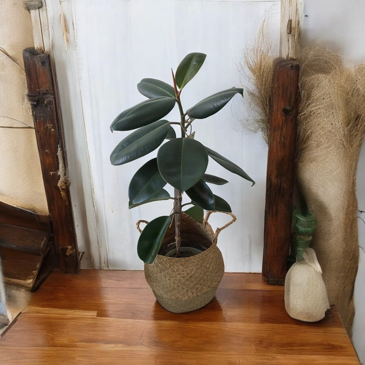 Potted rubber plant in wicker/seagrass/straw belly basket