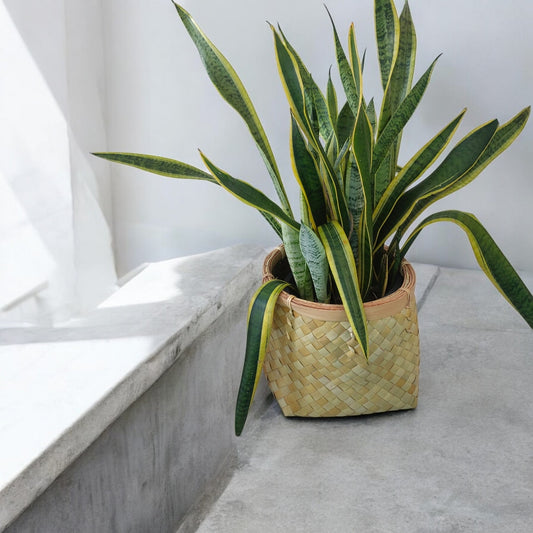 Potted Sansevieria plant in wicker/seagrass/straw basket