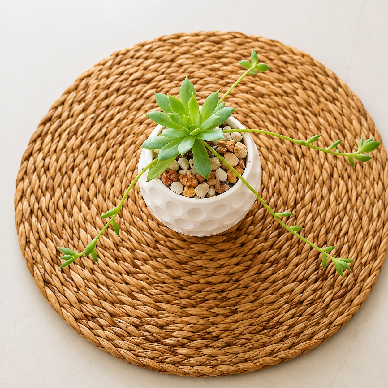 Succulent indoor plant in round pot