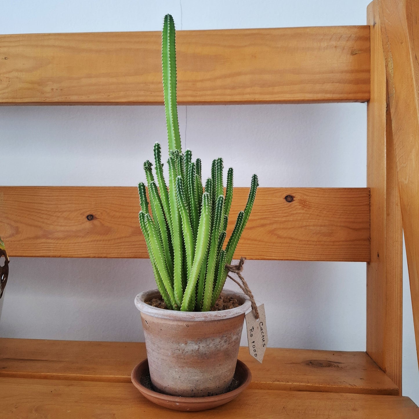 Table top cactus plant in a clay pot
