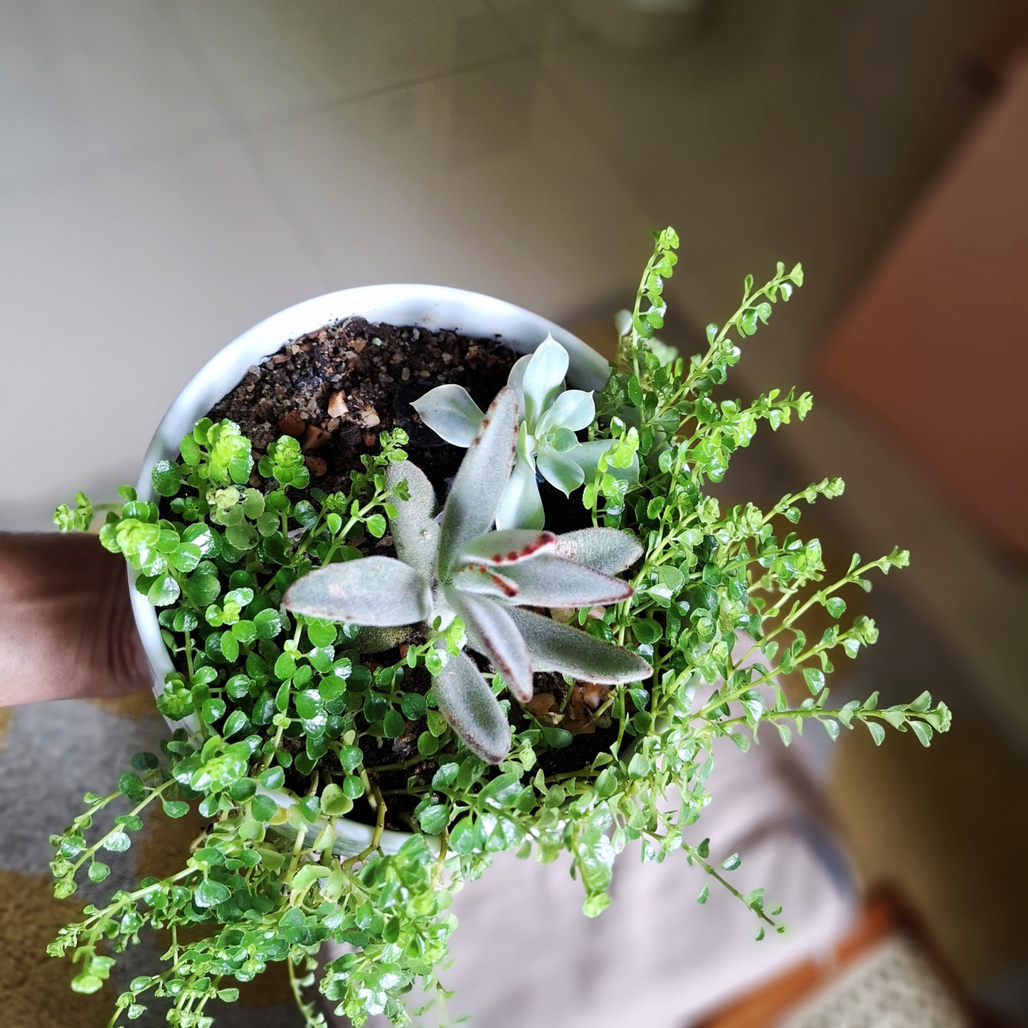 Table top succulent plants in a white ceramic pot