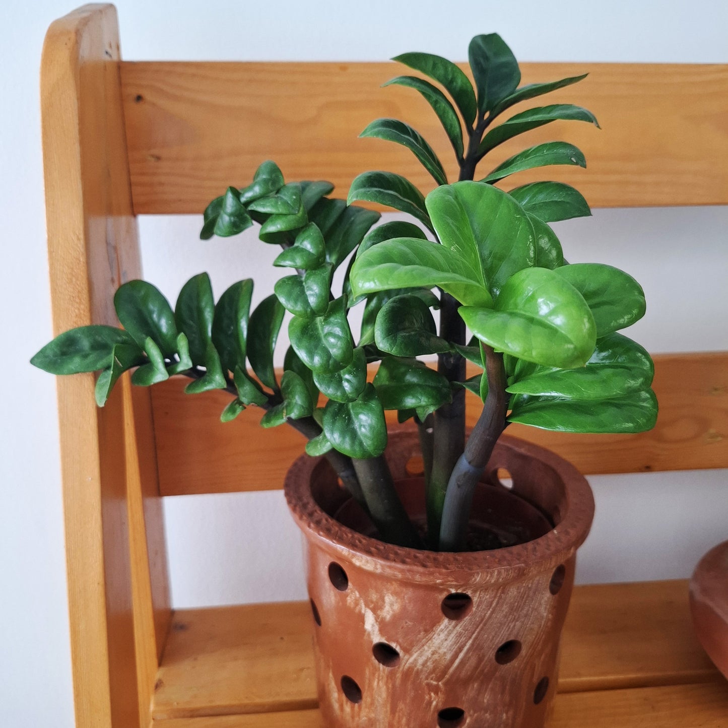 Table top ZZ plant in a clay pot
