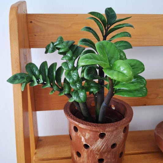 Table top ZZ plant in a clay pot
