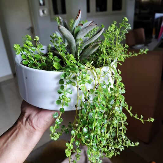 Table top succulent plants in a white ceramic pot