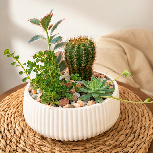 Mini succulent garden