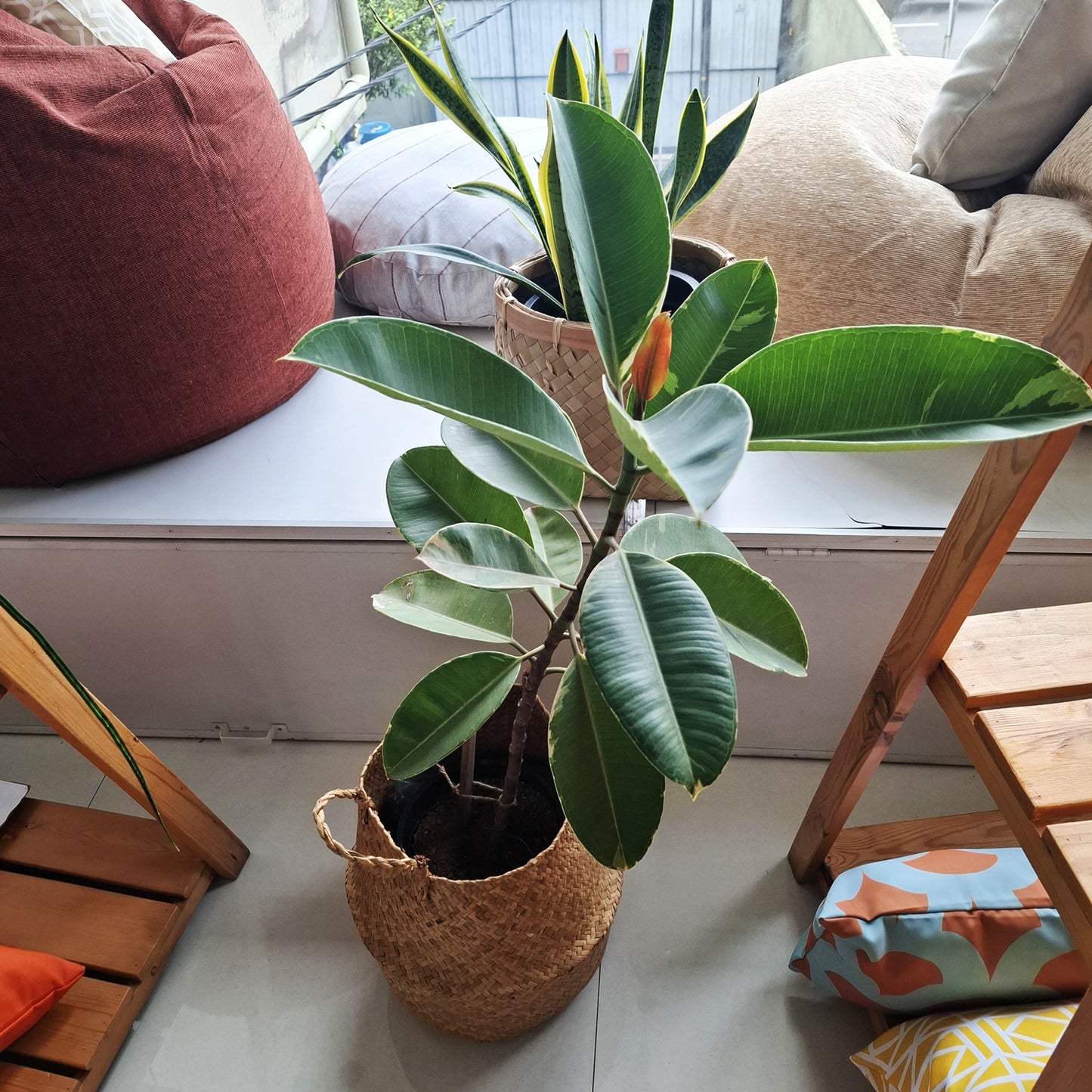 Potted white and green rubber plant in wicker/seagrass/straw belly basket