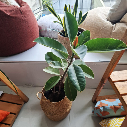 Potted white and green rubber plant in wicker/seagrass/straw belly basket