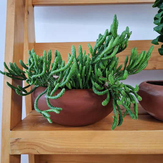 Table top succulent plant in a clay pot