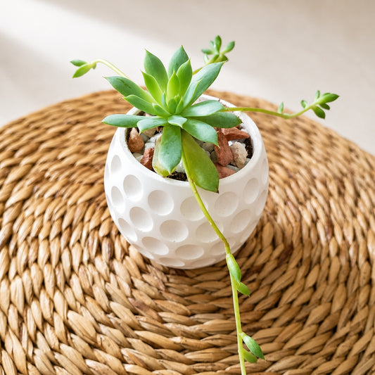 Succulent indoor plant in round pot