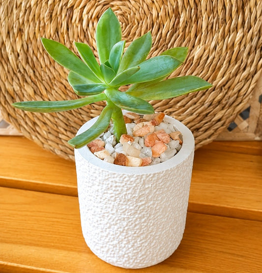 Succulent indoor plant in textured pot