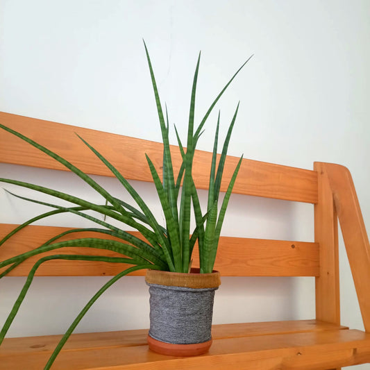 Table top plant